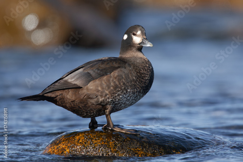 female Harlequin Duck Histrionicus histrionicus on ocean shore on Vancouver Island, British Columbia, Canada