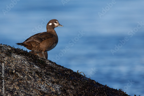 female Harlequin Duck Histrionicus histrionicus on ocean shore on Vancouver Island, British Columbia, Canada