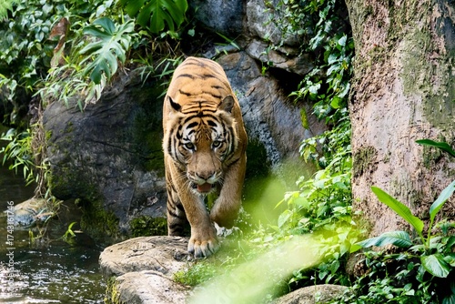 Bongsu the Malayan tiger (panthera tigris jacksoni) prowling around his enclosure early in the morning at Singapore Zoo