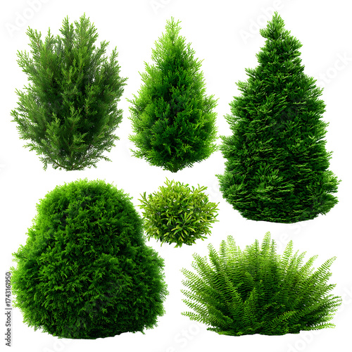 Collection of various green evergreen trees and shrubs against transparent background