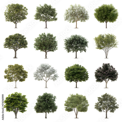 Assortment of trees with varied foliage on transparent background