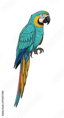 Elegant tropical blue macaw parrot illustration isolated for design