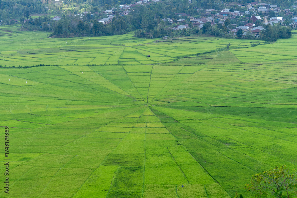 Φωτογραφία Unique aerial wide shot of the vibrant green Lingko rice fields in Ruteng, Flores, NTT, Indonesia, famous for their traditional spider web-like land division pattern (Lodok)