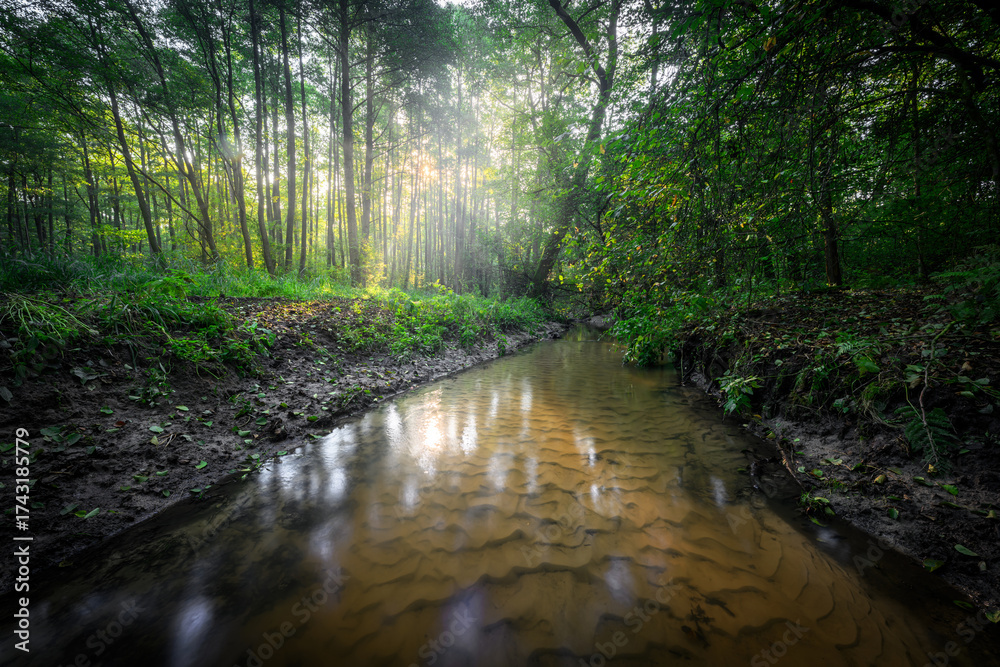 Obraz premium Green adler forest and small river at morning