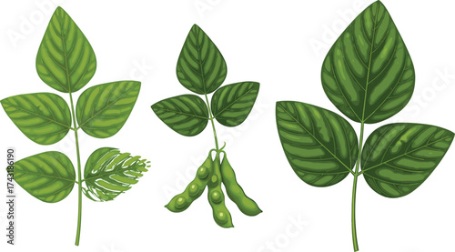 Green soybean plant illustration, realistic vector of soy leaves and pods, organic agriculture design, botanical farming element for education and art
