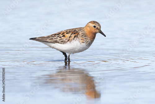 adult breeding plumage Red-necked Stint Calidris ruficollis