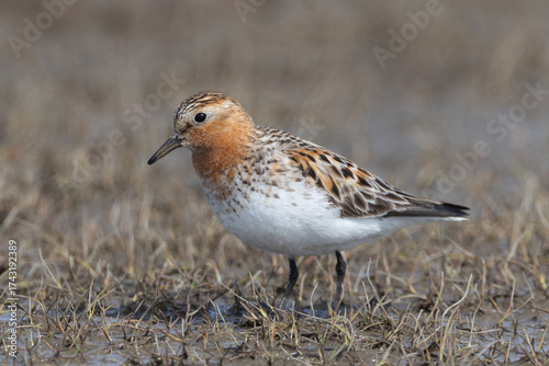 adult breeding plumage Red-necked Stint Calidris ruficollis