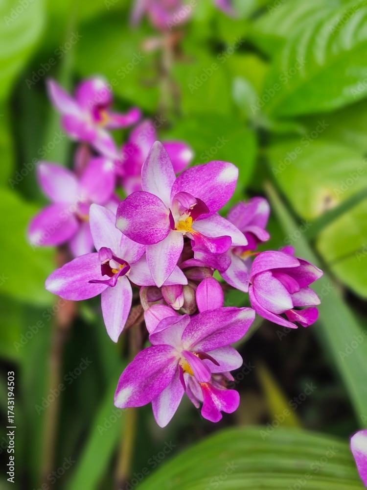 Obraz premium pink-violet orchid as nature background