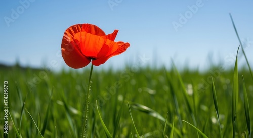 Fototapeta Naklejka Na Ścianę i Meble -  Vibrant red poppy flower standing tall in a lush green field under a clear blue sky