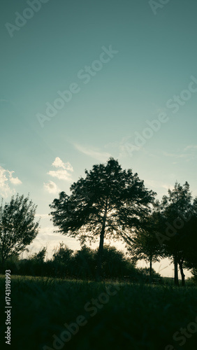 La solidez de un árbol es incomparable