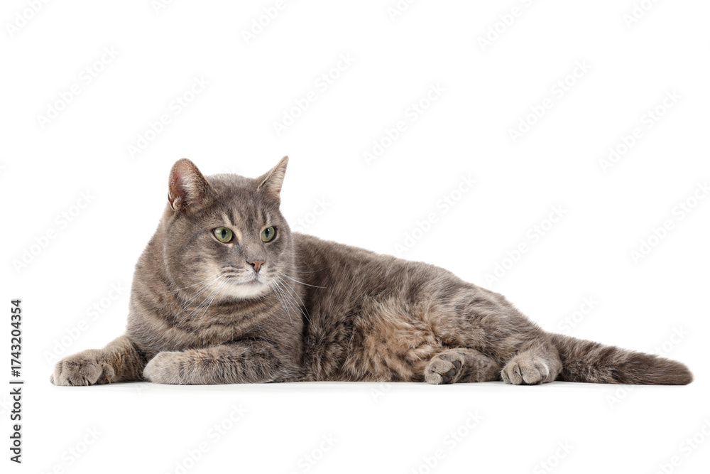 Fototapeta premium Cute grey cat lying on white background