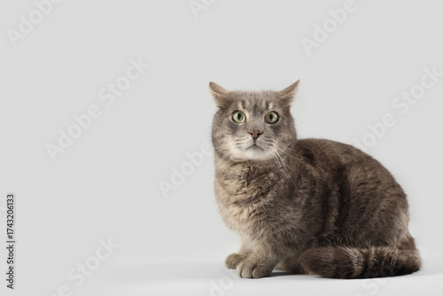 Cute grey cat sitting on li...
