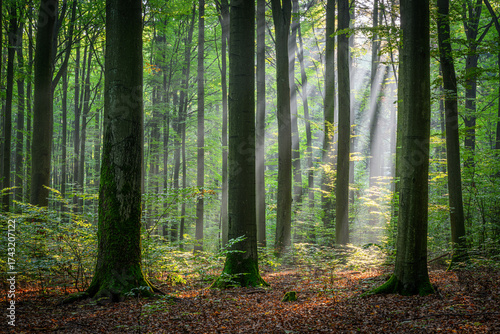 Beautiful sunny morning in green forest © Piotr Krzeslak