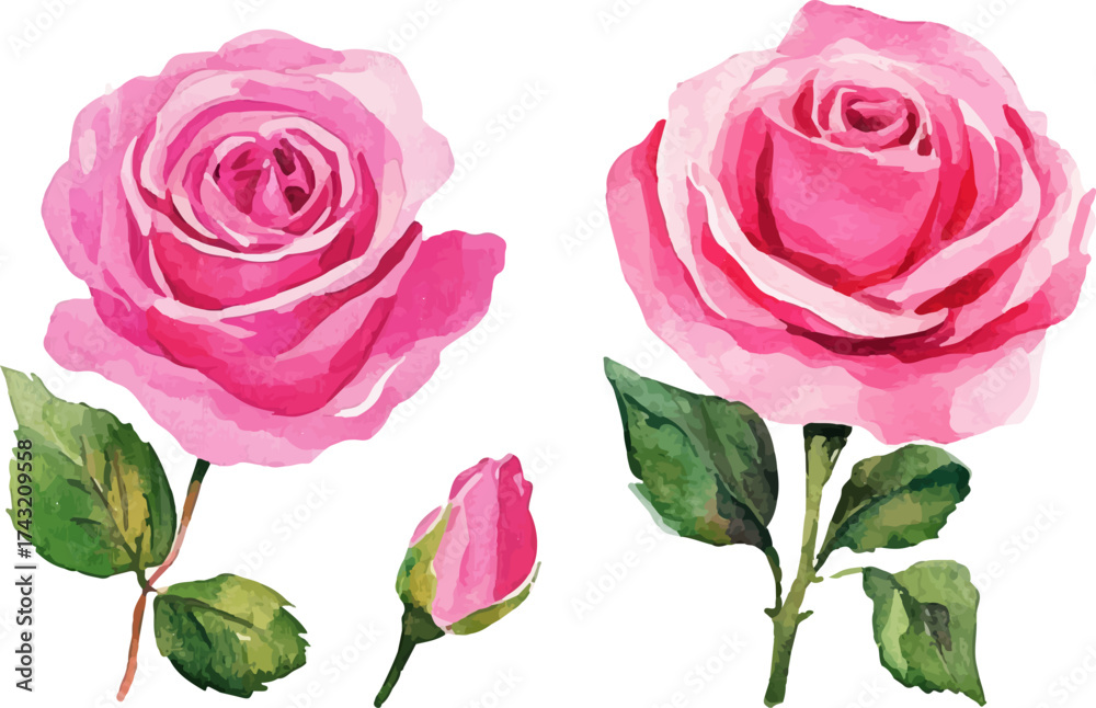 Naklejka premium pink roses on white