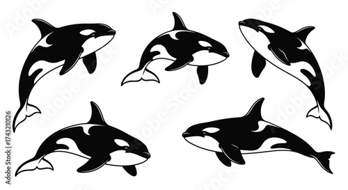 A charming collection of orca whale illustrations in dynamic poses.