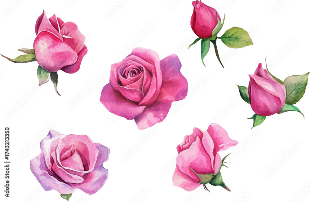 Fototapeta premium set of pink roses vector
