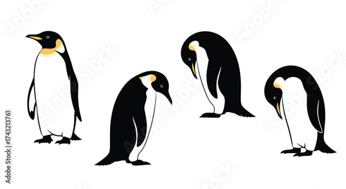 A group of emperor penguins standing and looking down while huddled together in a line.