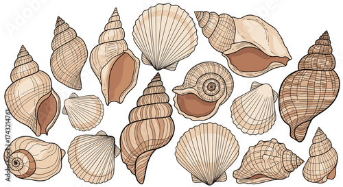 A collection of various intricately detailed seashell illustrations arranged in a scattered pattern.