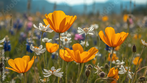 Orange and white wildflowers bloom in meadow orange poppies