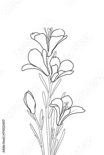 Line drawing of a lavender plant