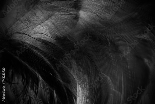 Fototapeta Naklejka Na Ścianę i Meble -  feather wool dark black with light abstract background