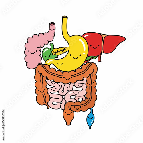 vector illustration of a anatomy of a human, intestines