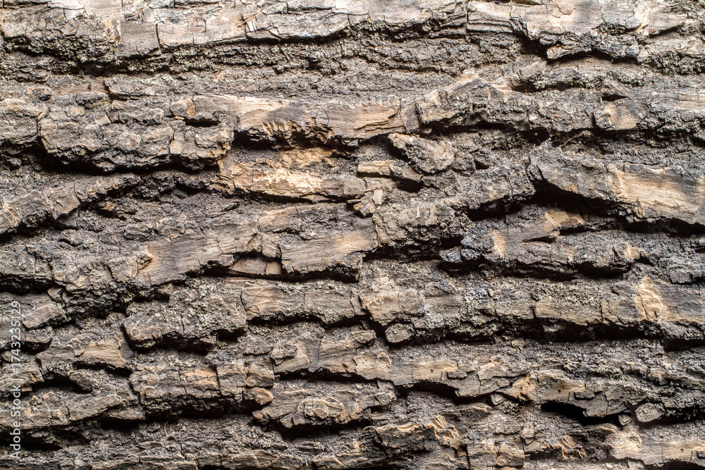 Obraz premium The bark texture of an old large tree. Natural tree bark