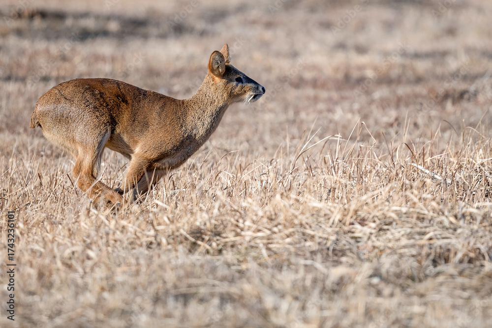 Obraz premium Wild Brown Roe Deer in Dry Winter Grassland
