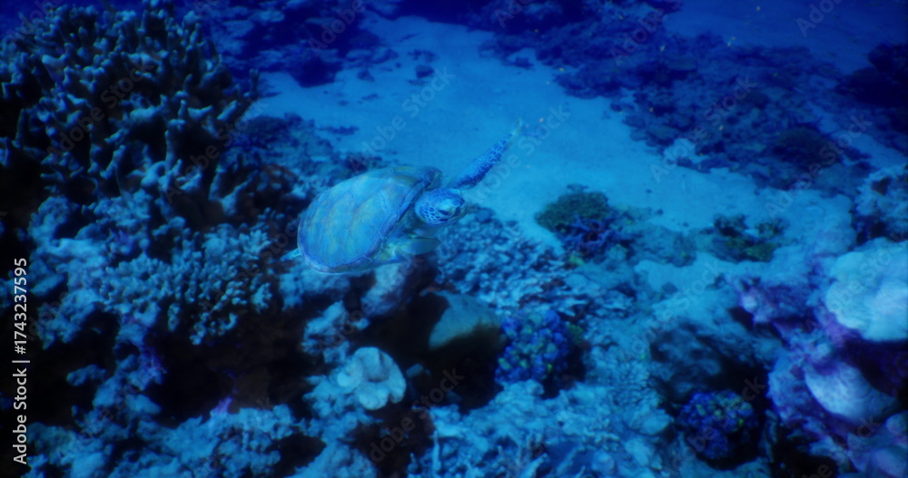 Fototapeta premium A sea turtle glides gracefully through a thriving coral reef. Bright corals and various marine life surround it in this lively underwater ecosystem, showcasing the richness of ocean life.