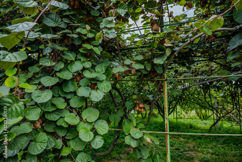 Kiwi vines growing in Bio Garden Shaki Azerbaijan