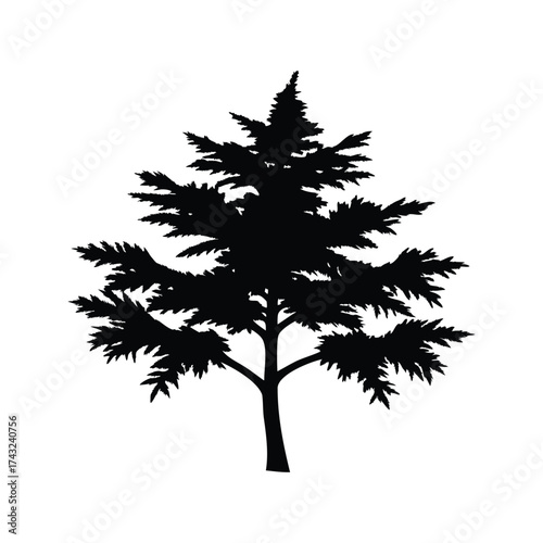 Detailed silhouette of a coniferous tree on a white background, evergreen plant, cedar branch silhouette vector illustration