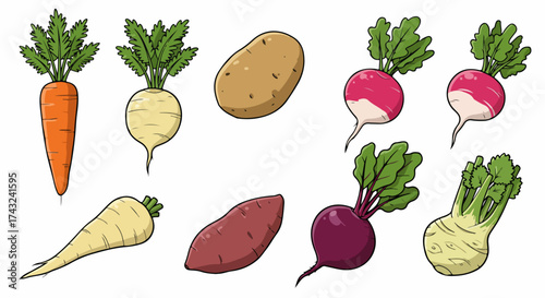 Assorted root vegetables collection with transparent background