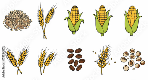 Grains and seeds collection with transparent background
