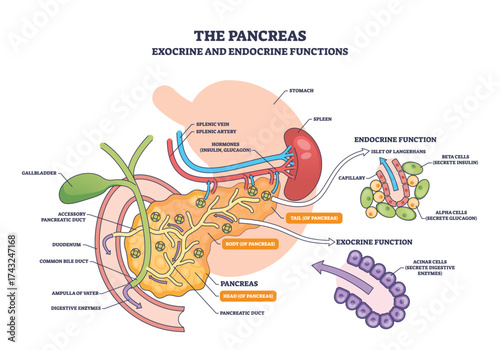 The pancreas exocrine and endocrine functions, anatomy diagram showing pancreas, islets of Langerhans, acinar cells, illustrates ducts, insulin and glucagon pathways. Outline diagram