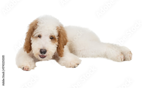 Standard poodle puppy red and white lying isolated