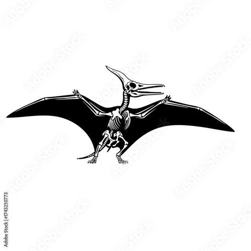 Detailed Black and White Pterodactyl Skeleton with Extended Wingspan