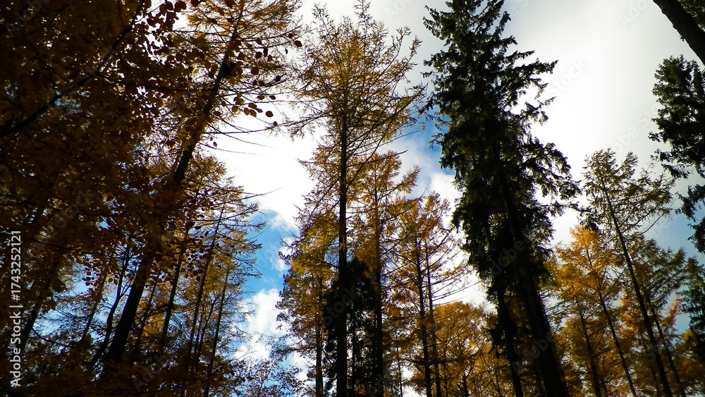 Fototapeta premium Autunal trees as natural background.