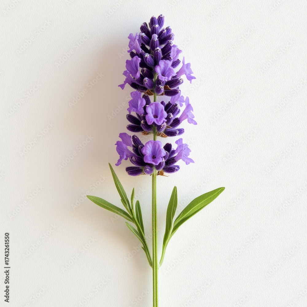 Obraz premium Beautiful Single Lavender Flower Isolated on White Background with Delicate Purple Petals and Green Leaves