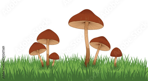 Group of Brown Mushrooms Growing in Lush Green Grass.