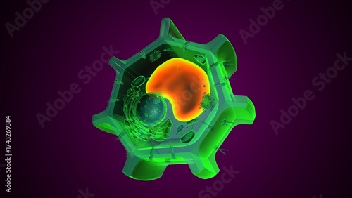 Plant vacuole anatomy. 3d illustrations