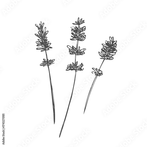 lavender flower. Floral botanical flower. Isolated illustration element. Vector hand drawing wildflower for background, texture, wrapper pattern, frame or border.