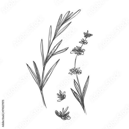 Lavender black and white vector sketch. Fragrant French wildflower with title. Violet summer honey plant sketched outline. Blooming aromatic Provence wild flower engraving.