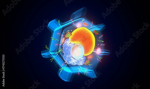 Plant cell structure anatomy. 3d illustrations