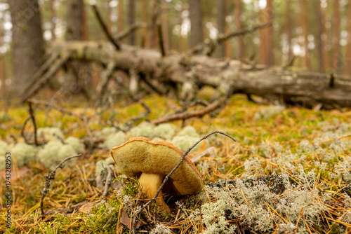 Boletus mushroom in the wild. Porcini mushroom (cep, porcino or king bolete, usually called boletus edulis) growing in an autumn pine tree forest.

