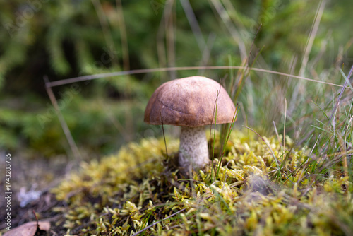 Boletus mushroom in the wild. Porcini mushroom (cep, porcino or king bolete, usually called boletus edulis) growing in an autumn pine tree forest.

