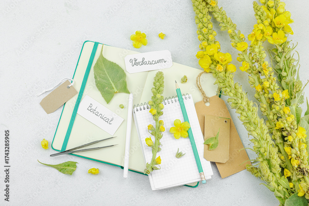 Obraz premium Botanical flat lay with Verbascum flower, leaves, and sketchbook on light background