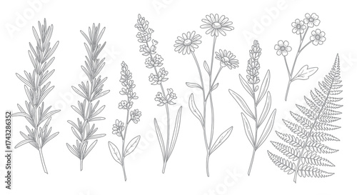 Botanical line art illustration of various plants and flowers in a row.