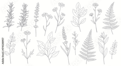 Botanical line art illustration with various plants and flowers, including ferns, lavender, and other wildflowers.