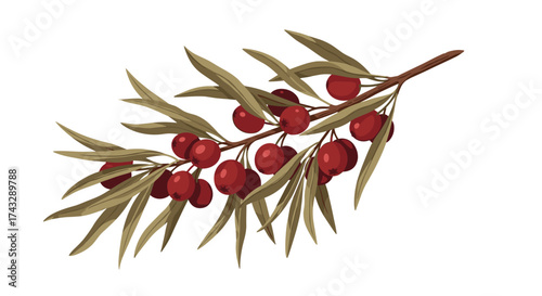 A branch of olive tree with ripe red berries and green leaves.