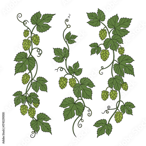 Decorative trailing hop vines with green leaves and developing cones.